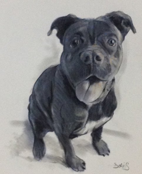 portrait au fusain de Chien boxer