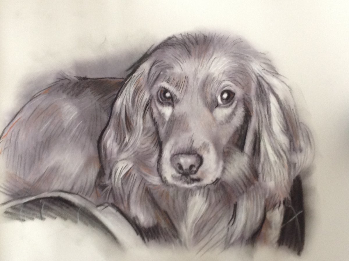 Portrait fusain de chien 