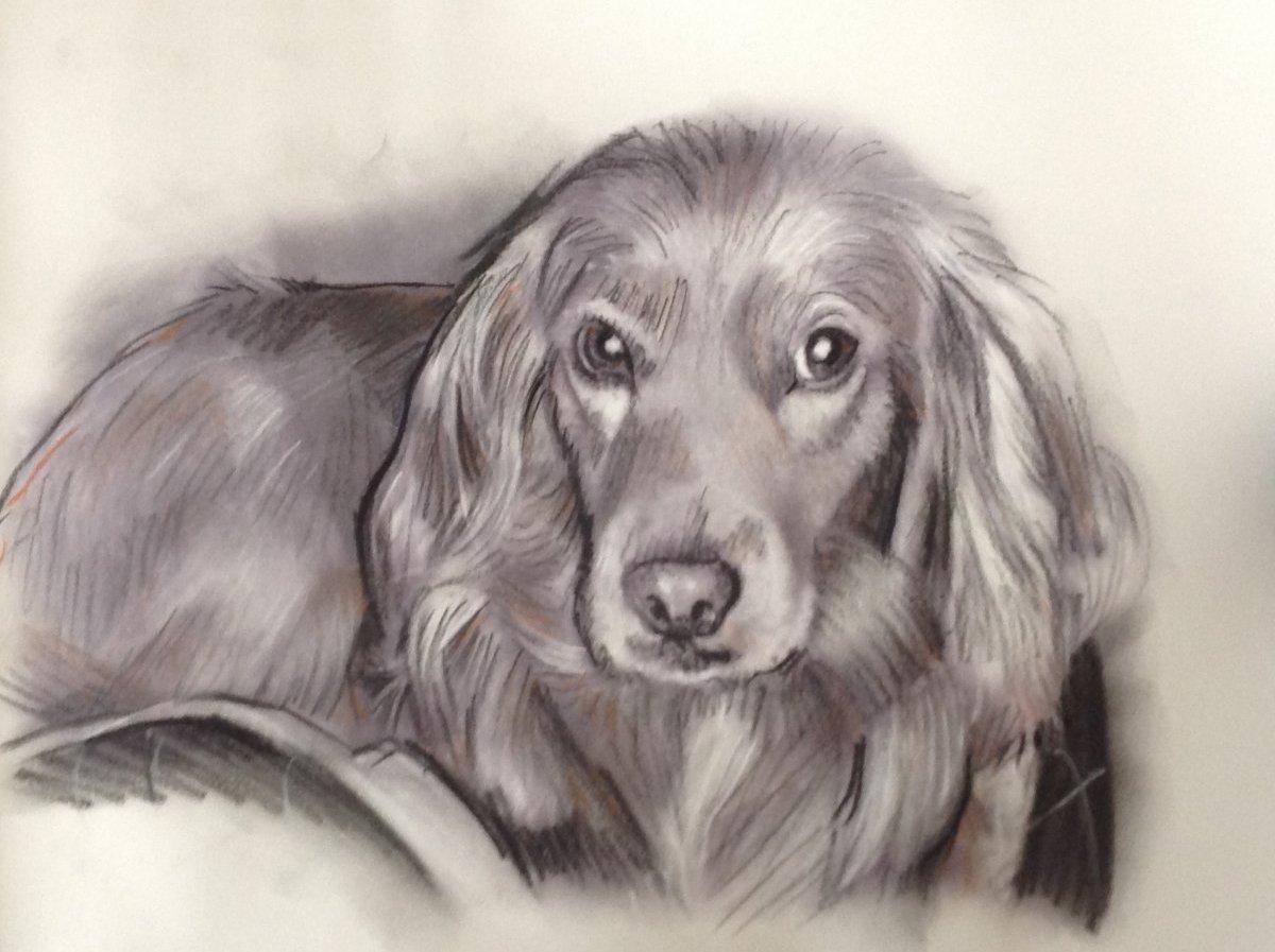 Portrait dessin fusain chien sur photo portraitiste sur Toulouse Bordeaux 