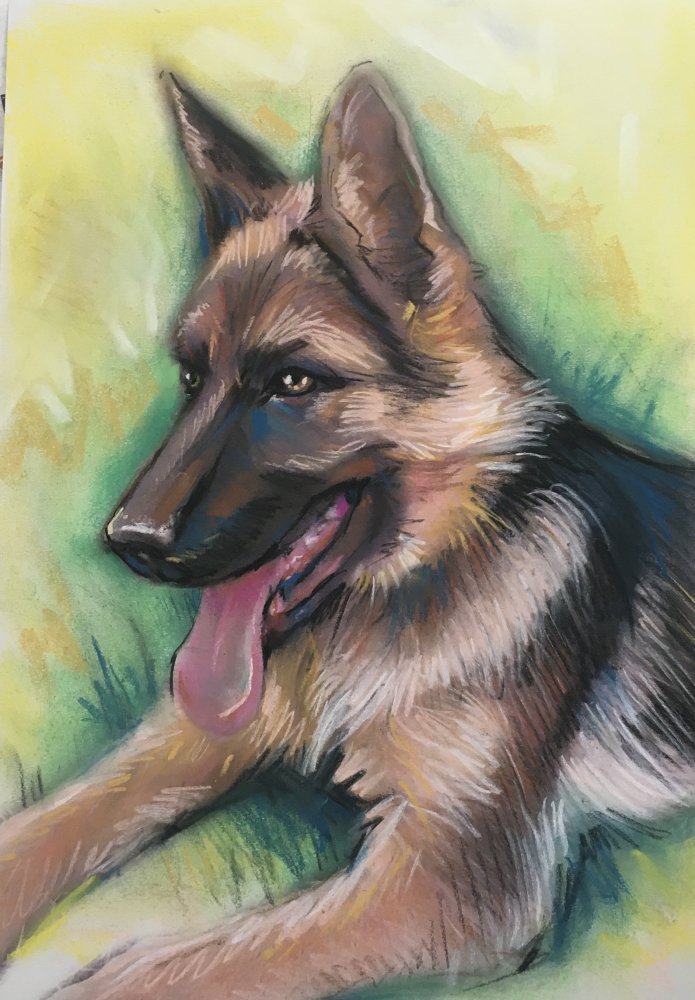 portrait berger allemand dessin au pastel sur photo 