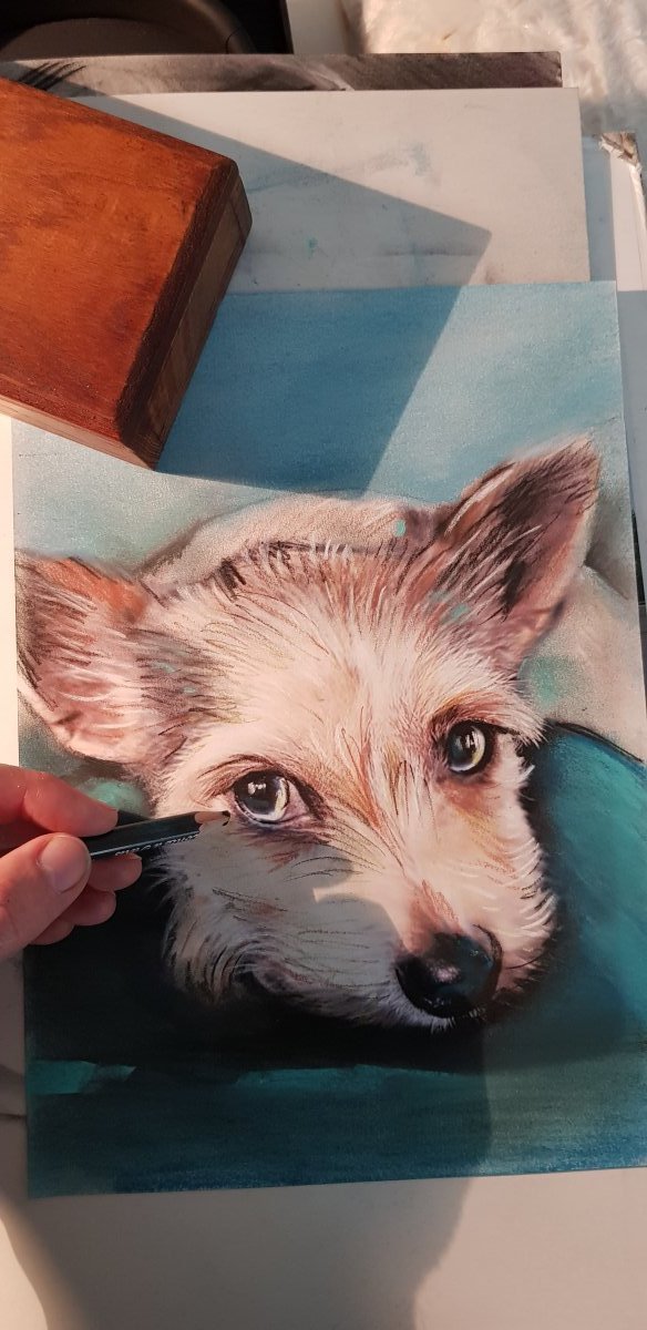 portrait d'apres photo dessin de chien au pastel ratier par boris LAmy