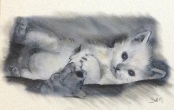 portrait bebe chat 