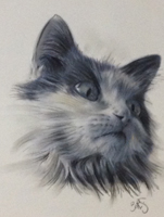 portrait de chat au fusain sur photo