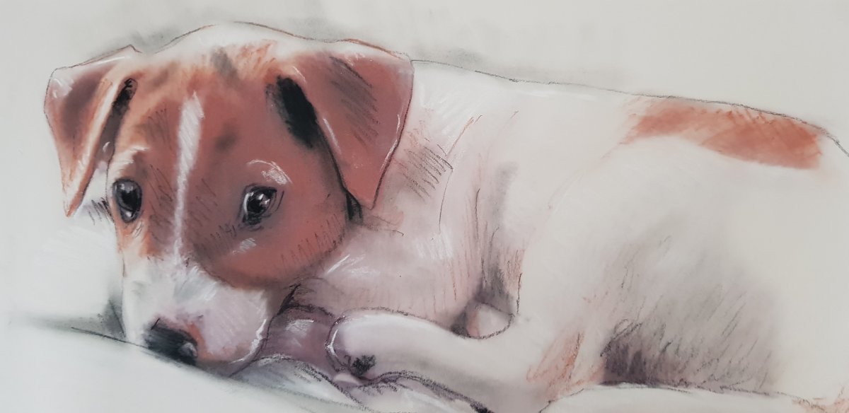 portrait pastel de chien jack russel sur commande dapres photo portraitiste animalier toulouse bordeaux magicien caricaturiste close up