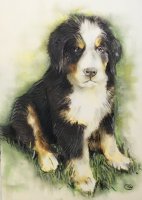 Commander un portrait animalier dessin chien au pastel