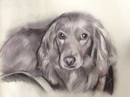 Portrait dessin fusain chien sur photo portraitiste sur Toulouse (...)