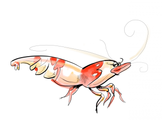 Illustration crevette