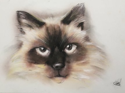 portrait detail de chat yeux au pastel 