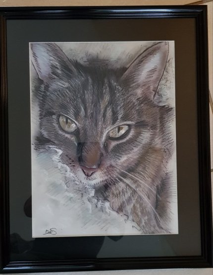 portrait dessin au pastel couleur d un chat par le portraitiste caricaturiste magicien boris lamy