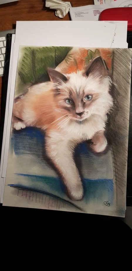 portrait de chat au pastel sur photo commander en ligne avec un dessinateur portraitiste magicien caricaturiste